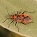 Spotted Firebug - Photo (c) Marie Lou Legrand, some rights reserved (CC BY-NC), uploaded by Marie Lou Legrand