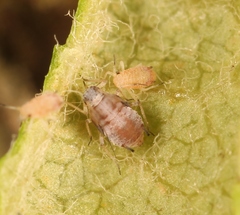 Dysaphis plantaginea