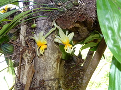 Stanhopea pseudoradiosa