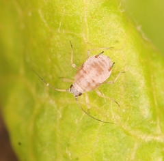 Dysaphis plantaginea