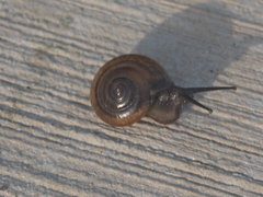 Macrochlamys nitidissima