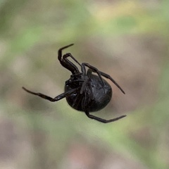Steatoda paykulliana