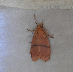 Miltochrista arcuata