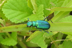 Cicindela whithillii