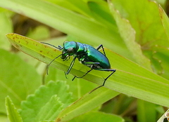 Cicindela whithillii