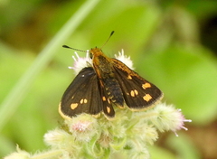 Taractrocera ceramas