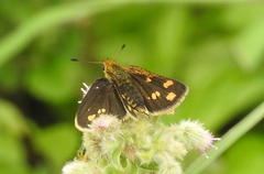 Taractrocera ceramas