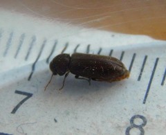 Oligomerus ptilinoides