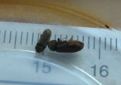 Oligomerus ptilinoides