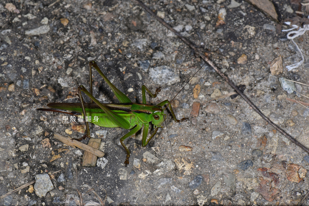 Gampsocleis sinensis