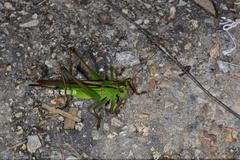 Gampsocleis sinensis