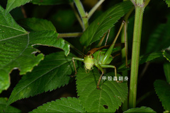 Gampsocleis sinensis