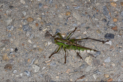 Gampsocleis sinensis