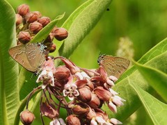 Satyrium caryaevorus