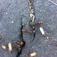 Camponotus sansabeanus