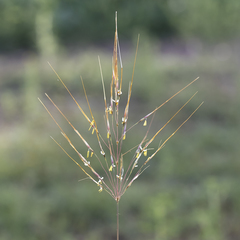 Chrysopogon pallidus