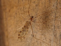 Ilisia maculata