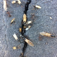 Camponotus sansabeanus