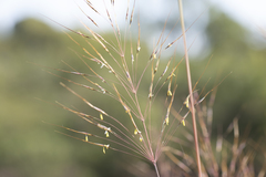 Chrysopogon pallidus