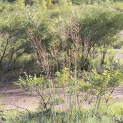 Chrysopogon pallidus