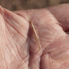 Chrysopogon pallidus