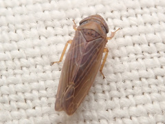 Speudotettix subfusculus