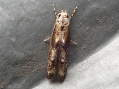 Blastodacna atra