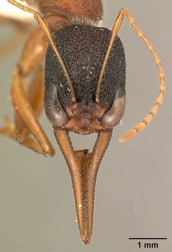 Indian Jumping Ant