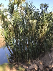 Pandanus aquaticus
