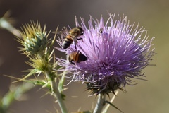 Cirsium mohavense