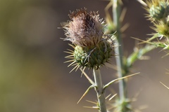 Cirsium mohavense