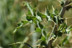 Cirsium mohavense