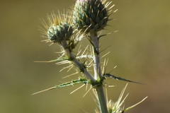 Cirsium mohavense