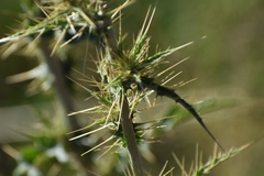 Cirsium mohavense