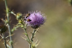Cirsium mohavense