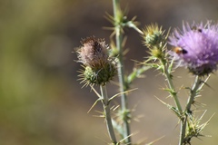 Cirsium mohavense