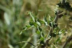 Cirsium mohavense