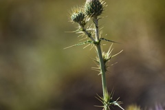 Cirsium mohavense