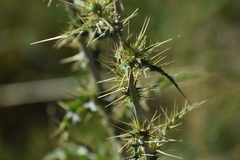 Cirsium mohavense
