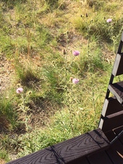 Cirsium mohavense