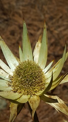 Eryngium cymosum
