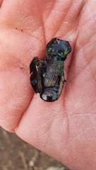 Megadromus antarcticus