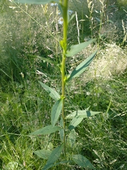 Solidago virgaurea