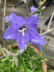 Campanula persicifolia
