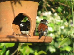 Spermestes bicolor nigriceps