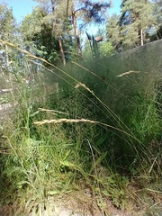 Festuca ovina