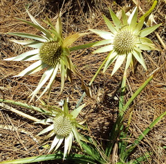 Eryngium cymosum