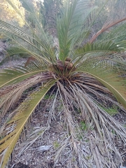 Macrozamia
