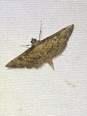 Blepharomastix ranalis