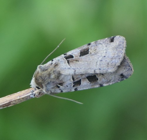 Double Square-spot photo 3